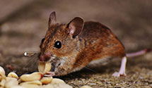 24 Hour & Emergency Exterminators in Ringold, OK